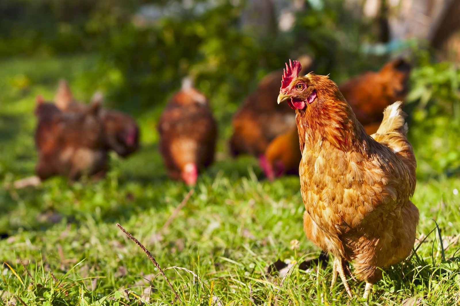 poules à Venerque