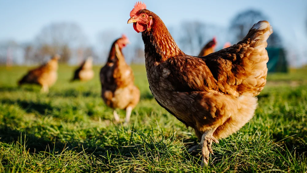 poulets en liberté